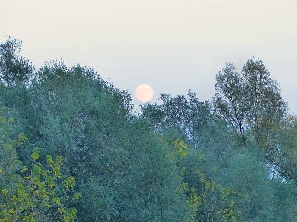 istock Early orange moon peeking through the forest tops. 521381051