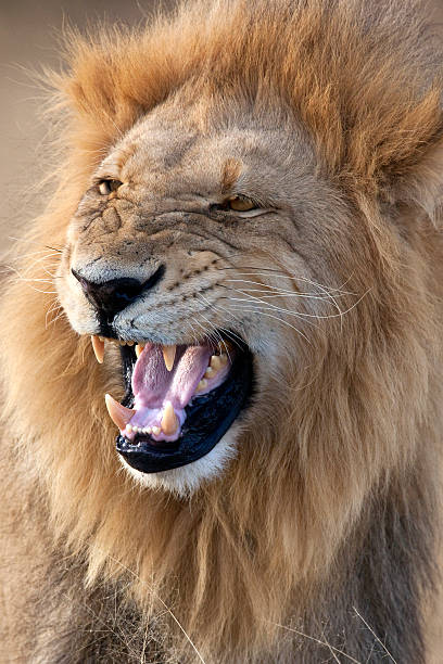 istock Male Lion - Botswana - Africa 521381228