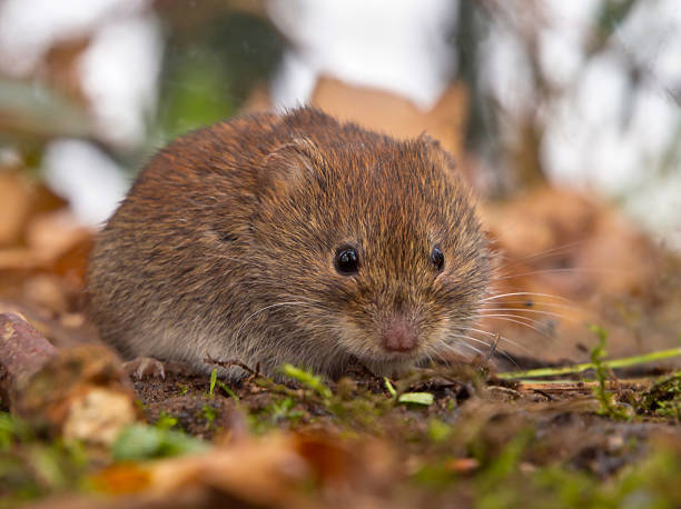 istock Bank vole hiding between the leaves 521381447