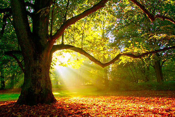 mächtigen eiche - park tree light autumn stock-fotos und bilder