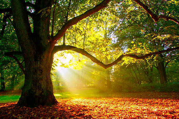 mighty quercia - sunrise leaf brightly lit vibrant color foto e immagini stock