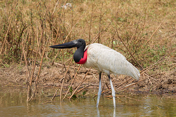 istock Jabiru Stork standing in water 521382190