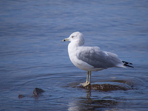 Gull in water Gull in water lake magog photos stock pictures, royalty-free photos & images