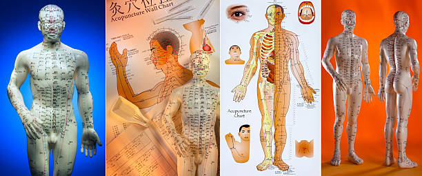Acupuncture - Chinese Medicine Acupuncture is a system of complementary medicine that involves pricking the skin or tissues with needles, used to alleviate pain and to treat various physical, mental, and emotional conditions. Originating in ancient China, acupuncture is now widely practiced in the West. acupuncture model stock pictures, royalty-free photos & images