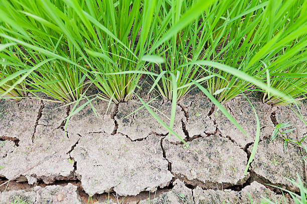 istock Lack of Water on Drought Rice Land 521382322
