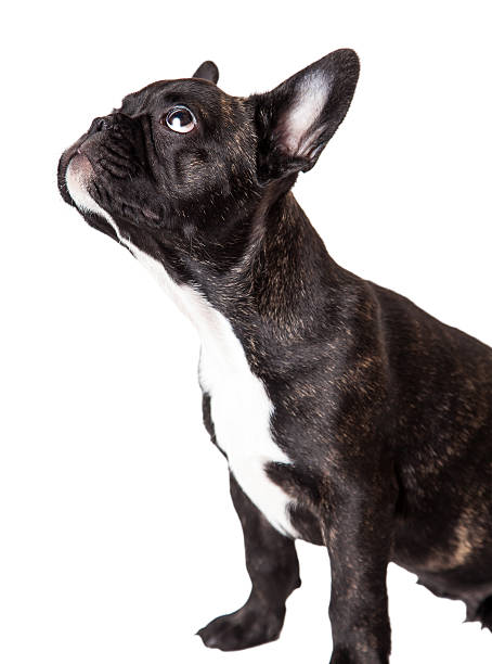 istock French bulldog puppy brindle 521382519