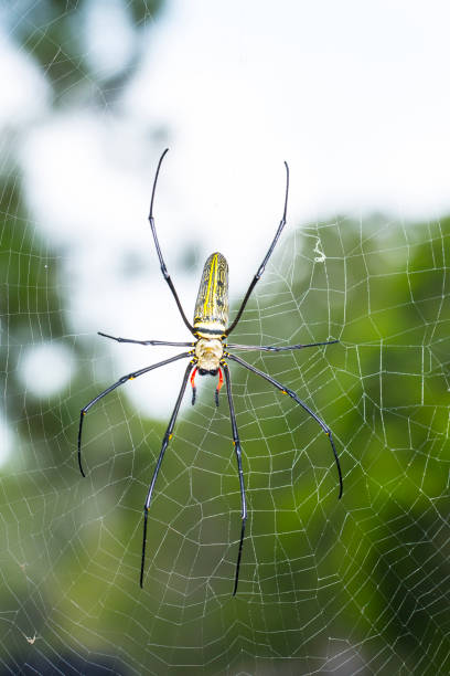 istock Golden Silk Orb weaver Spider or Banana spiders 521382673
