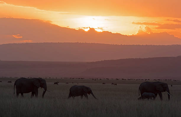 elefantes al atardecer - masai mara national reserve sunset africa horizon over land fotografías e imágenes de stock