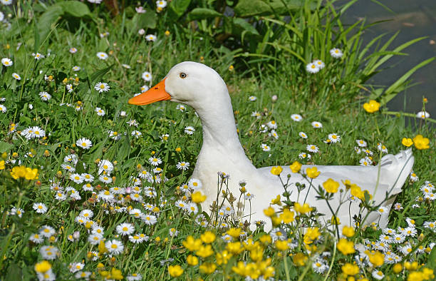 istock white duck in the flowers 521383678