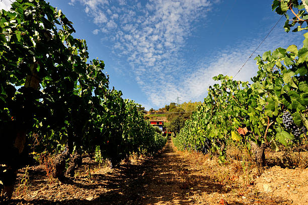 The vine Details of vineyards, rows of old and young vines during harvest. sardinia vineyard stock pictures, royalty-free photos & images