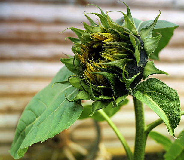 sunflower stock photo