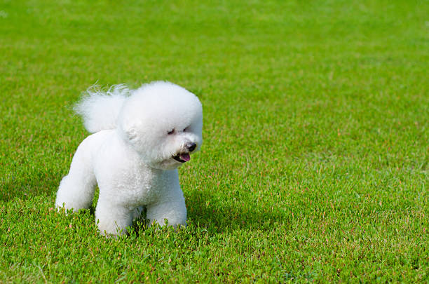 bichon frieze - bichon frisé stockfoto's en -beelden