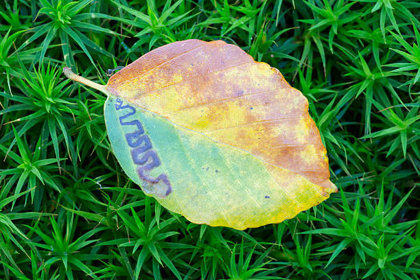 istock Autumn beech leaf at moss on the forest floor 521384239