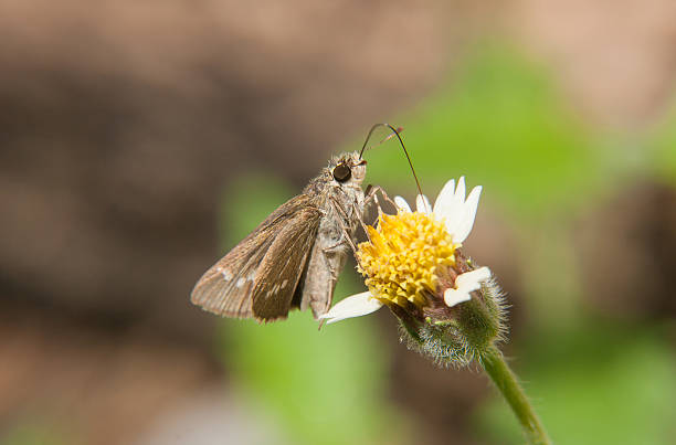 istock Macro butterfly  on common daisy flower with green nature background. 521384842