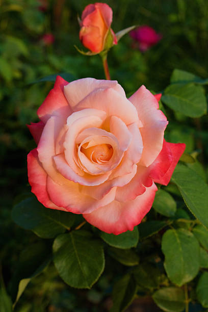 istock Pink rose sort 
