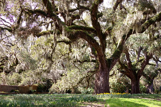 ライブオークの木 - oak tree tree grass hdr ストックフォトと画像