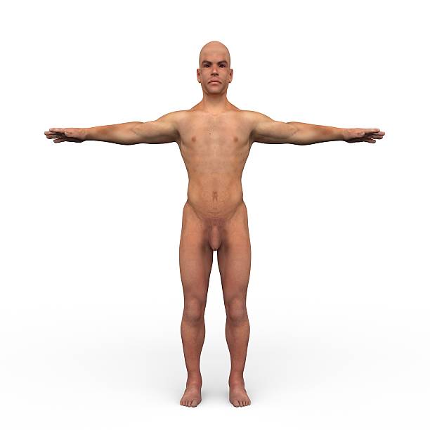 istock Male Anatomy 521387043