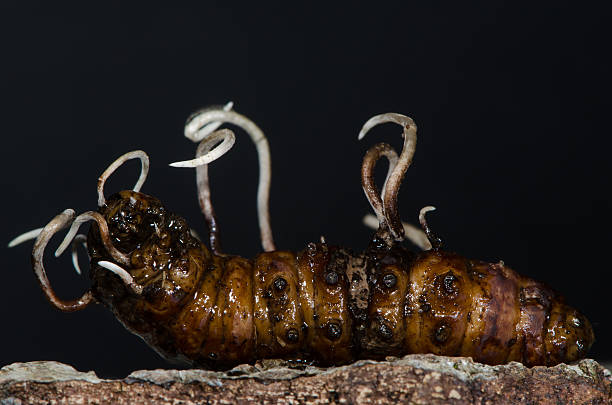 Fungi growing from longhorn beetle larva