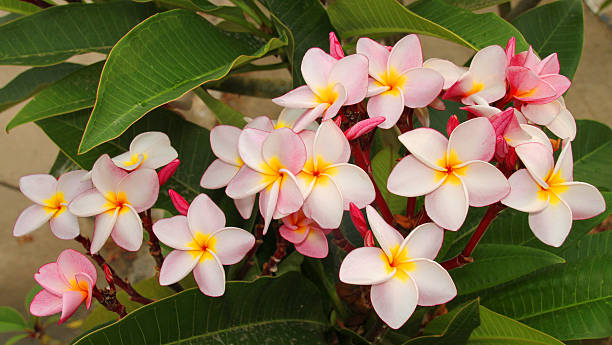 istock plumeria flowers 521387092