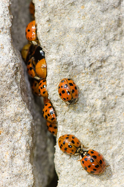 Large group of Harlequin ladybird (Harmonia axyridis) Invasive ladybirds emerging from a crack in rocks on a sunny spring day in the UK harmonia stock pictures, royalty-free photos & images