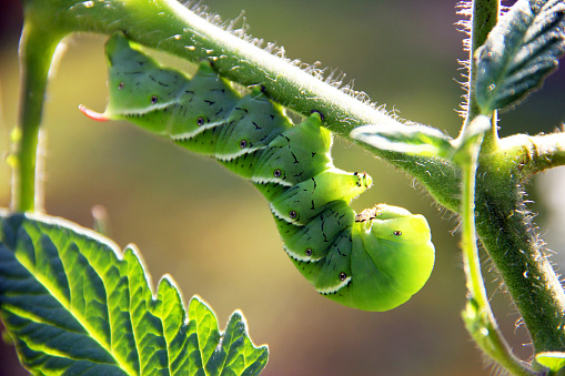 A tobacco hornworm on a tomato plant stem