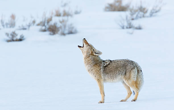 Coyote Howling in Winter Coyote Howling howling stock pictures, royalty-free photos & images