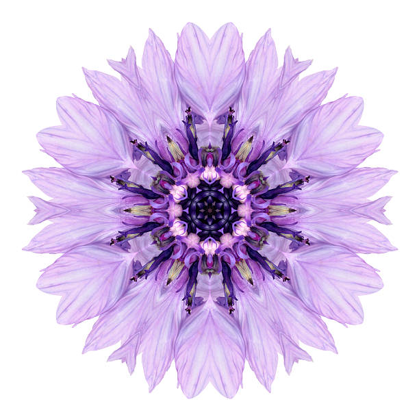 Purple Cornflower Mandala Flower. Kaleidoscope of Centaurea cyanus Isolated on White Background. Beautiful Natural Mirrored pattern