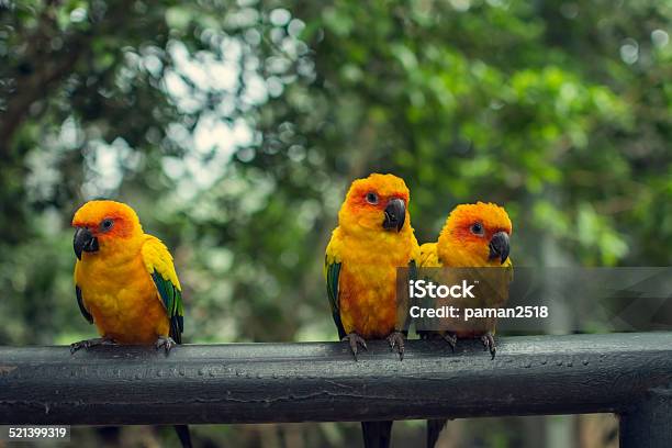 Retro Pictrure Beautiful Parrot Stock Photo - Download Image Now - Animal, Backgrounds, Beach