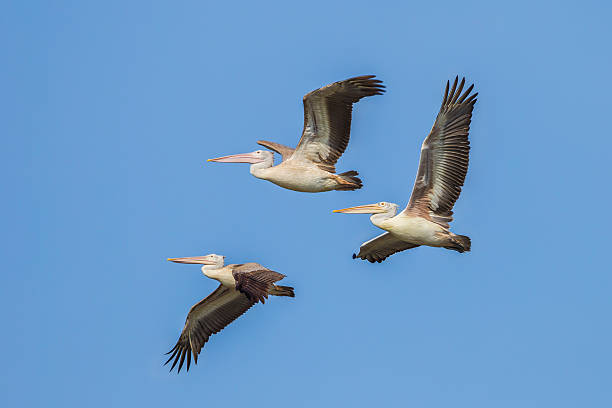istock Small group of Spot-billed pelican 521399877