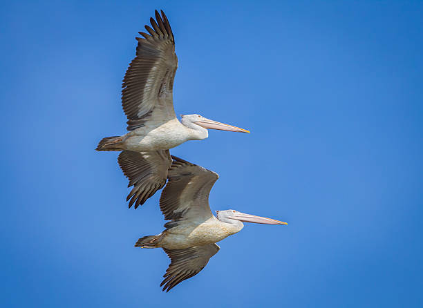 istock Spot-billed pelican 521399905