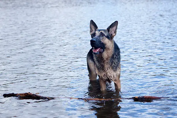 a German Shepherd dog in anticipation with a stick in a lake.