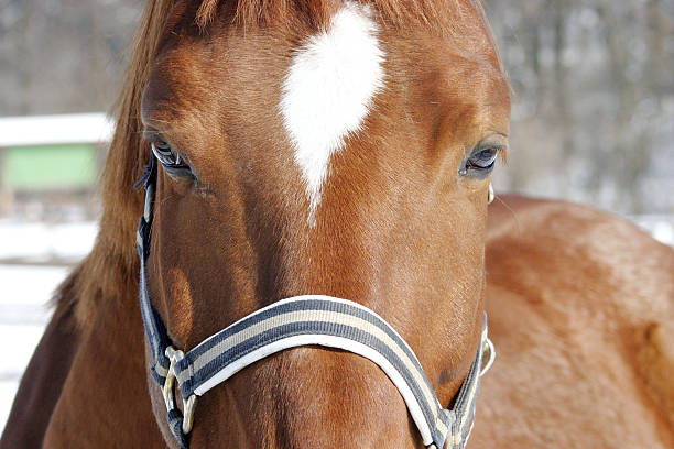 istock Close-up of a bay horse 521400367