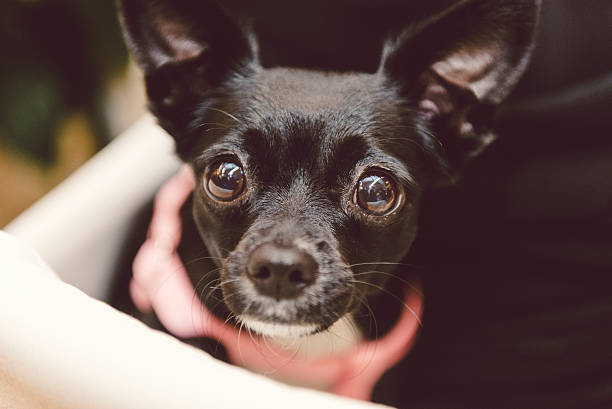 istock dog curious female sweet cute 521401245