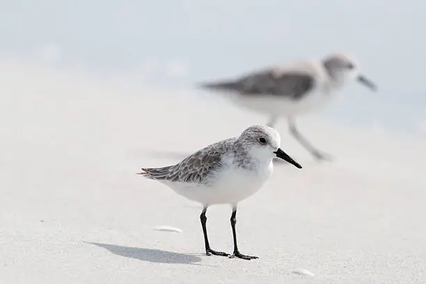 Photo of Sanderling Sandpipers on the Beach