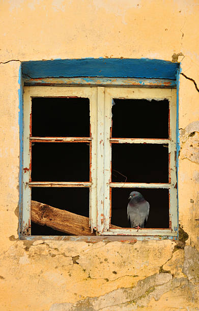 Pigeon on a window of an abandoned building Béjaïa / Bougie, Kabylia, Algeria: pigeon on a window of an abandoned building - kasbah  kabylie stock pictures, royalty-free photos & images