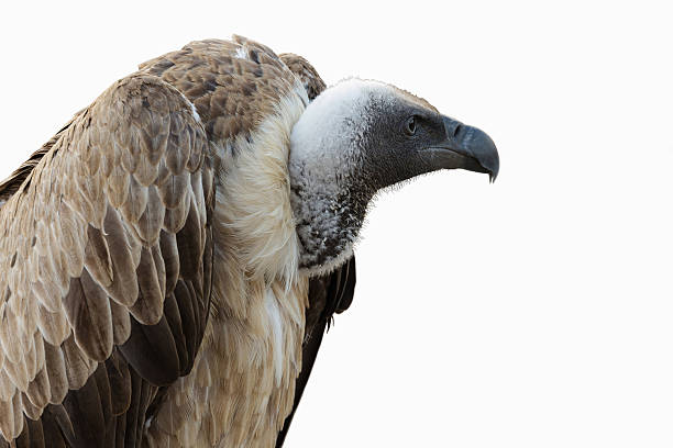 istock White-headed Vulture - Buitre Cabeza Blanca 521402767