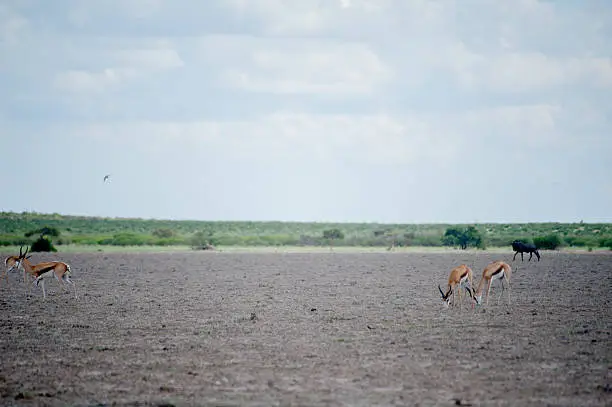 Landscape bushes and trees with springbok and wildebeest walking in the distance, in Kutse Game Reserve in Botswana. Africa.