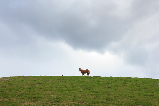 Far horse on the hill