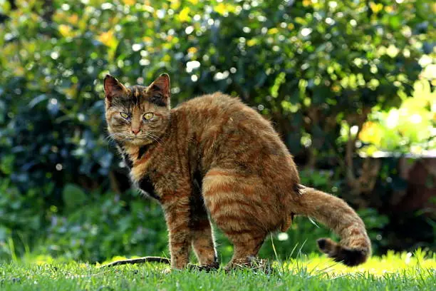 Brown striped cat in the garden she poops
