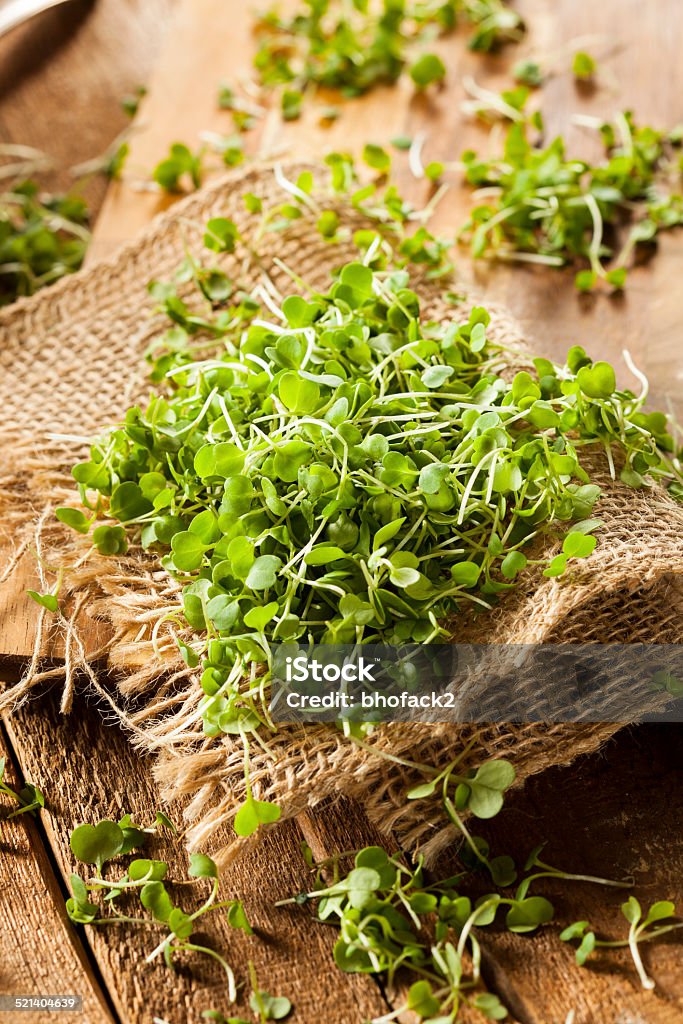 Raw Green Arugula Microgreens Raw Green Arugula Microgreens on a Background Affectionate Stock Photo