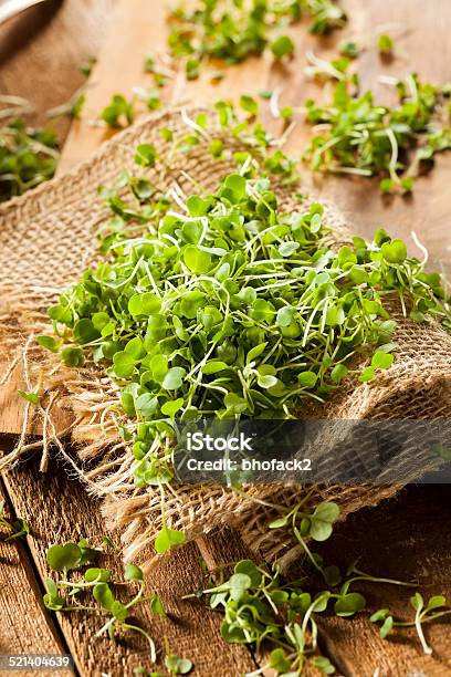 Raw Green Arugula Microgreens Stock Photo - Download Image Now - Affectionate, Alfalfa, Antioxidant