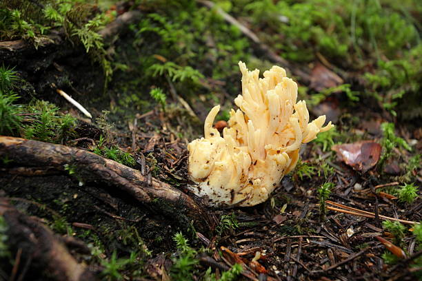 istock Golden coral fungus 521405447
