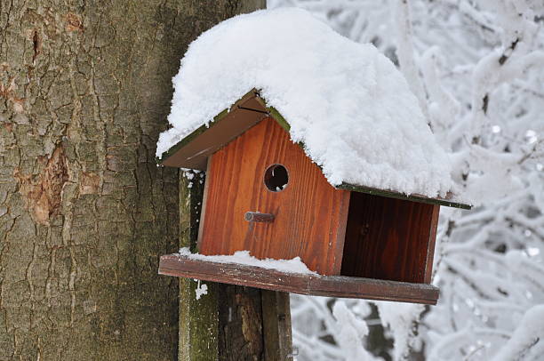 istock Wooden bird feeder on the tree 521405733