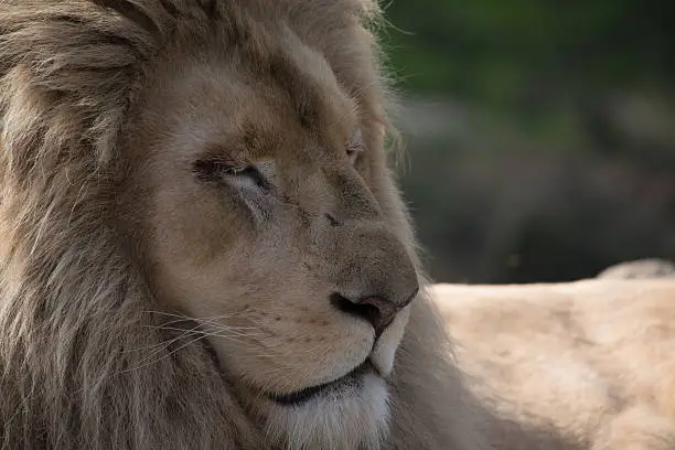 Photo of Sleeping Lion