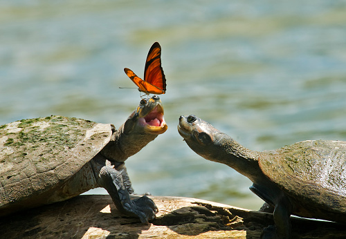 turtles and butterflies