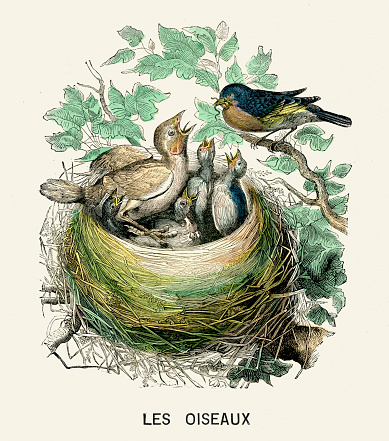 Victorian vintage engraving of a cuckoo chick in another birds nest, France, 1875