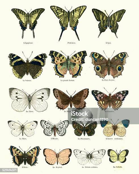 Ilustración de Butterlies y más Vectores Libres de Derechos de Mariposa - Lepidópteros - Mariposa - Lepidópteros, Retro, Anticuado