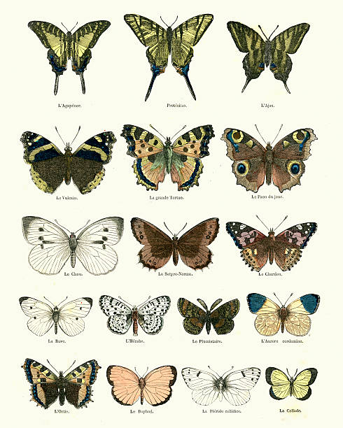 ilustrações, clipart, desenhos animados e ícones de butterlies - small tortoiseshell butterfly