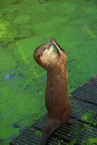 One drenched oriental claw otter standing tiptoe.