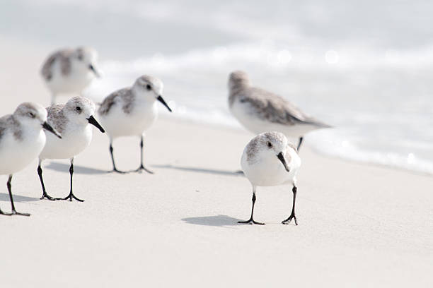Sanderling Sandpipers on the Beach Image of a group of Sanderlings on Siest Key Beach in Siests Key, Florida. sanderling calidris alba stock pictures, royalty-free photos & images